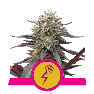 Royal Queen Green Crack Punch | Feminized | 3/5/10/100 seeds