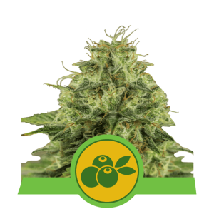 Royal Queen Haze Berry | Automatic | 3/5/10/100 seeds
