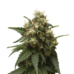 Royal Queen Ice | Feminized | 3/5/10/100 seeds