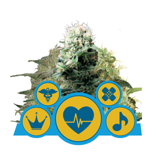 Royal Queen Medical Mix | Feminized | 3 or 5 seeds