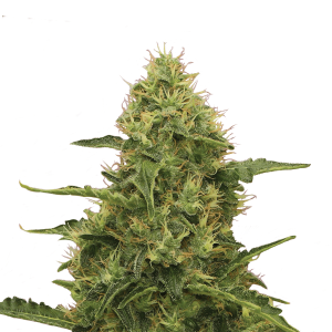 Royal Queen Northern Light | Feminized | 3/5/10/100 seeds
