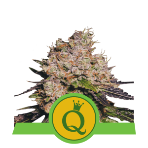 Royal Queen Purple Queen | Automatic | 3/5/10/100 seeds