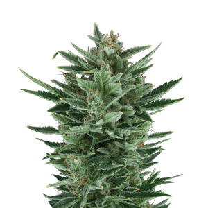 Royal Queen Quick One | Automatic | 3/5/10/100 seeds