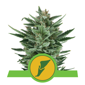 Royal Queen Quick One | Automatic | 3/5/10/100 seeds