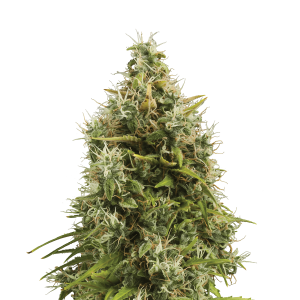 Royal Queen Royal AKmatic | Automatic | 3/5/10/100 seeds