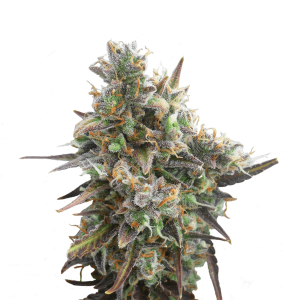 Royal Queen Royal Bluematic | Automatic | 3/5/10/100 seeds