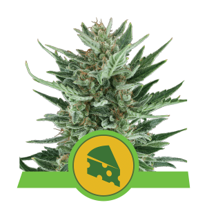 Royal Queen Royal Cheese | Automatic | 3/5/10/100 seeds