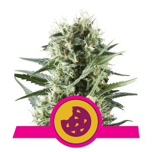 Royal Queen Royal Cookies | Feminized | 3/5/10/100 seeds