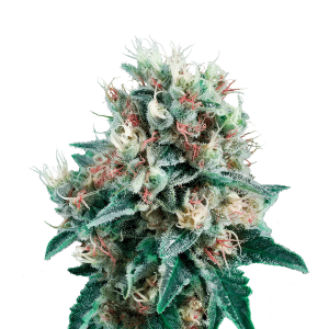 Royal Queen Royal Creamatic | Automatic | 3/5/10/100 seeds