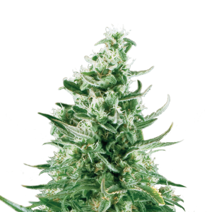 Royal Queen Royal Critical | Automatic | 3/5/10/100 seeds