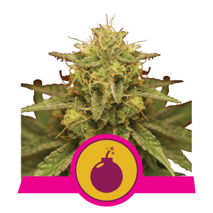 Royal Queen Royal Domina | Feminized | 3/5/10/100 seeds