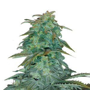 Royal Queen Royal Haze | Automatic | 3/5/10/100 seeds