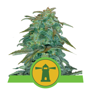 Royal Queen Royal Haze | Automatic | 3/5/10/100 seeds