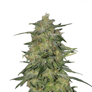 Royal Queen Royal Highness | Feminized | 3/5/10/100 seeds