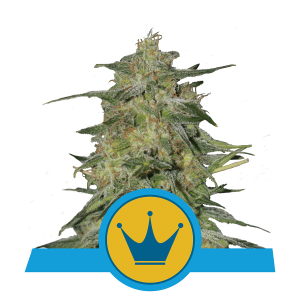 Royal Queen Royal Highness | Feminized | 3/5/10/100 seeds