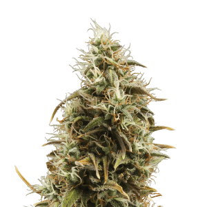 Royal Queen Royal Jackmatic | Automatic | 3/5/10/100 seeds