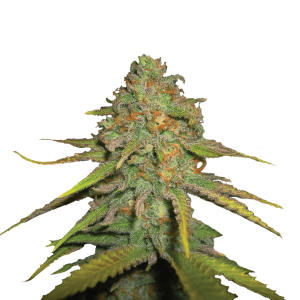 Royal Queen Royal Moby | Feminized | 3/5/10/100 seeds