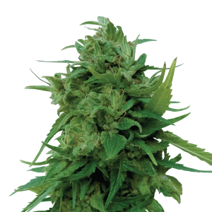 Royal Queen Solomatic CBD | Automatic | 3/5/10/100 seeds