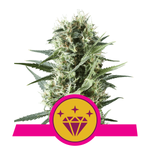 Royal Queen Special Kush # 1 | Feminized | 3/5/10/100 seeds