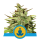 Royal Queen Stress Killer CBD | Automatic | 3/5/10/100 seeds