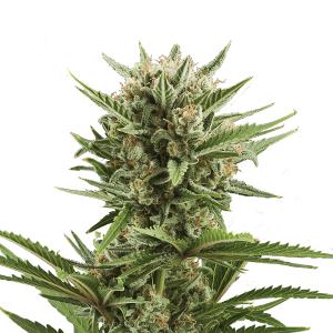 Royal Queen Sweet Skunk | Automatic | 3/5/10/100 seeds