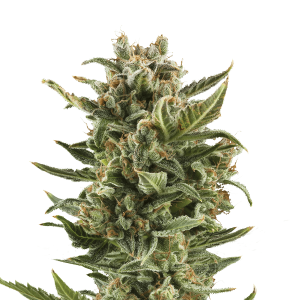 Royal Queen White Widow | Automatic | 3/5/10/100 seeds