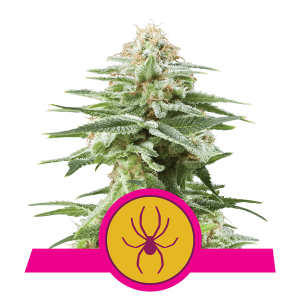 Royal Queen White Widow | Feminized | 3/5/10/100 seeds