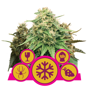 Royal Queen Feminized Mix | Feminized | 3 or 5 seeds