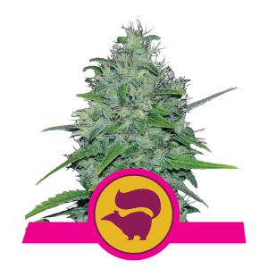 Royal Queen Skunk XL | Feminized | 100 seeds - on order