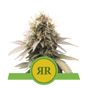 Royal Queen Royal Runtz | Automatic | 3/5/10/100 seeds