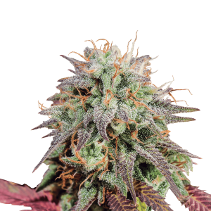 Royal Queen Mimosa | Automatic | 10 seeds