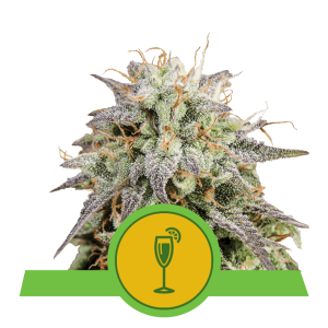 Royal Queen Mimosa | Automatic | 10 seeds