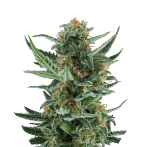 Royal Queen Royal Dwarf | Automatic | 3/5/10/100 seeds