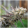 Humboldt Seeds Ice Cream Cake Fast Flowering | Feminized | 3/5/10 seeds