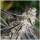 Humboldt Seeds Peanut Butter Breath Fast Flowering | Feminized | 3/5/10 seeds