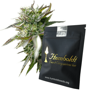 Humboldt Seeds Pineapple Chem | Automatik | 3/5/10 Samen