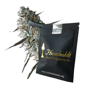 Humboldt Seeds Runtz Fast Flowering | Feminized | 3/5/10...