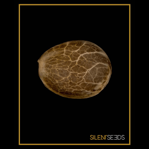 Silent Seeds Amnesia Lemon | Feminized | 5 or 10 seeds