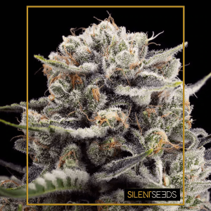 Silent Seeds B-45 by BOOBA | Feminized | 5 or 10 seeds