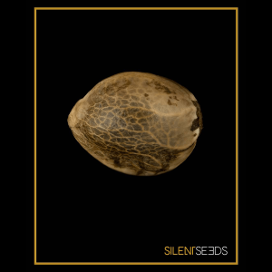 Silent Seeds Cookielato | Feminized | 5 or 10 seeds