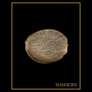 Silent Seeds Critical Jack | Automatik | 5 oder 10 Samen
