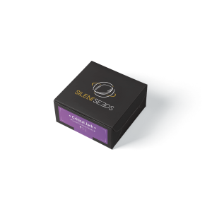 Silent Seeds Critical Jack | Feminisiert | 5 oder 10 Samen