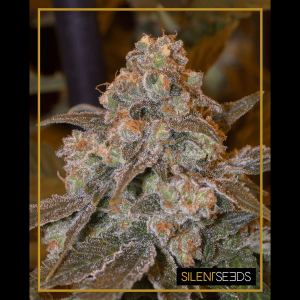 Silent Seeds Gorilla Frost | Feminized | 5 or 10 seeds