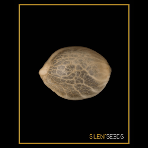 Silent Seeds Grape Juice | Feminized | 5 or 10 seeds