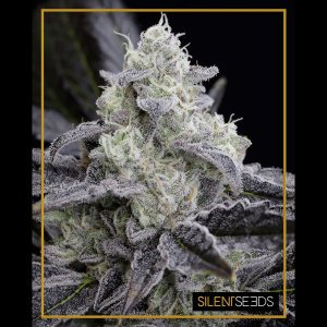 Silent Seeds L.A. Vanilla Cake | Feminized | 5 or 10 seeds