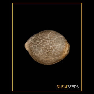Silent Seeds Lemon Sorbet | Feminisiert | 5 oder 10 Samen