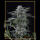 Silent Seeds Moby Dick | Automatik | 5 oder 10 Samen