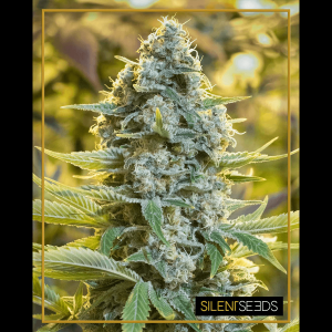 Silent Seeds Moby Dick | Feminized | 5 or 10 seeds