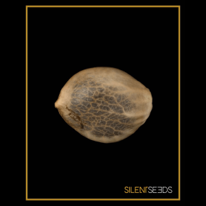 Silent Seeds OG Kush | Feminisiert | 5 oder 10 Samen