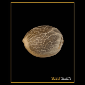 Silent Seeds Original Amnesia | Feminized | 5 or 10 seeds